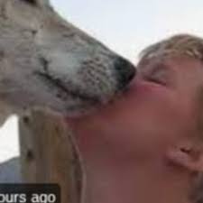 One Wolf One Girl Viral Video Link , One Wolf One Girl Viral Video Download Link